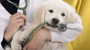 Veterinary Services