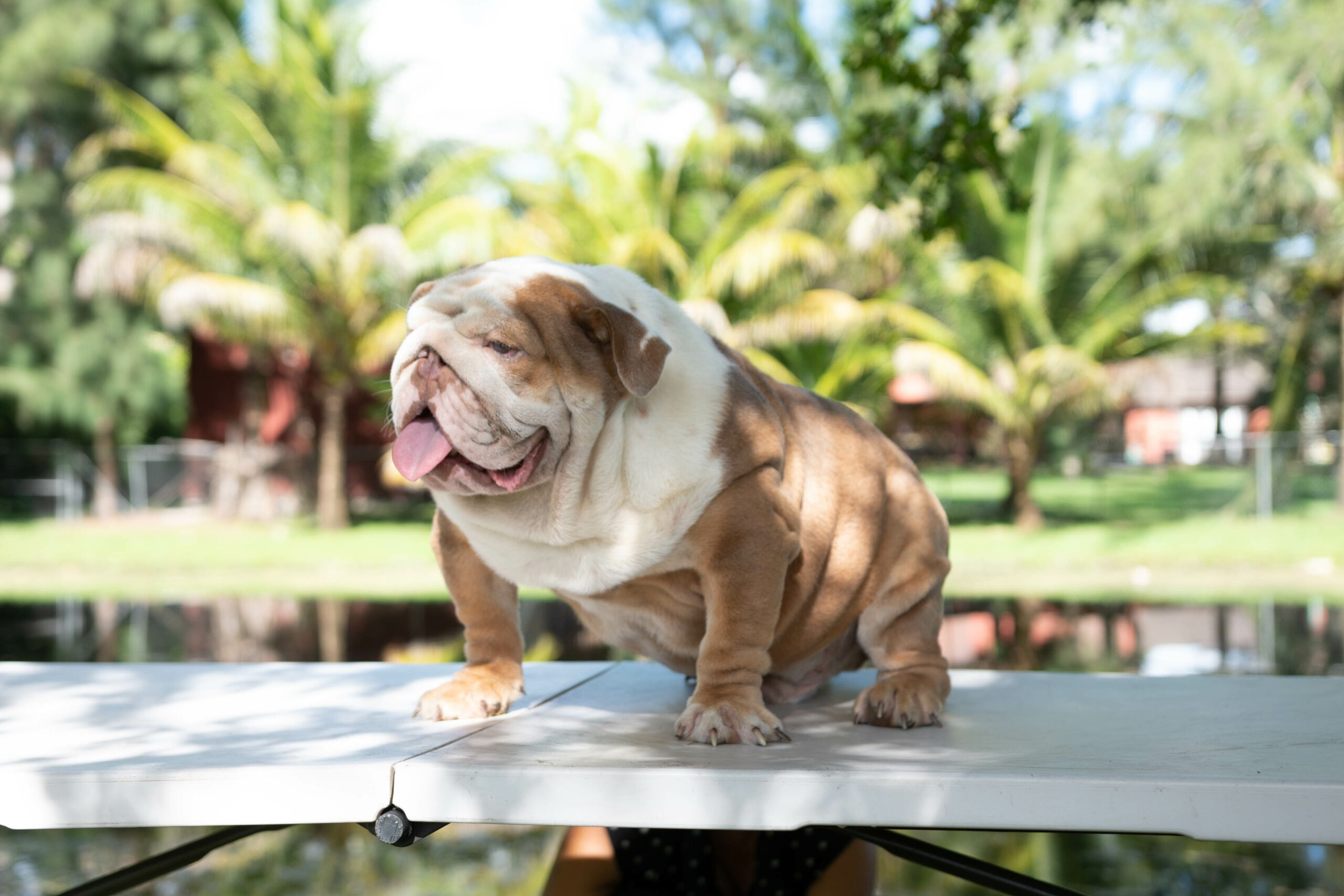 Benito!! Beautiful Exotic French Bulldog Choco Pied Isabella Carrier - 11