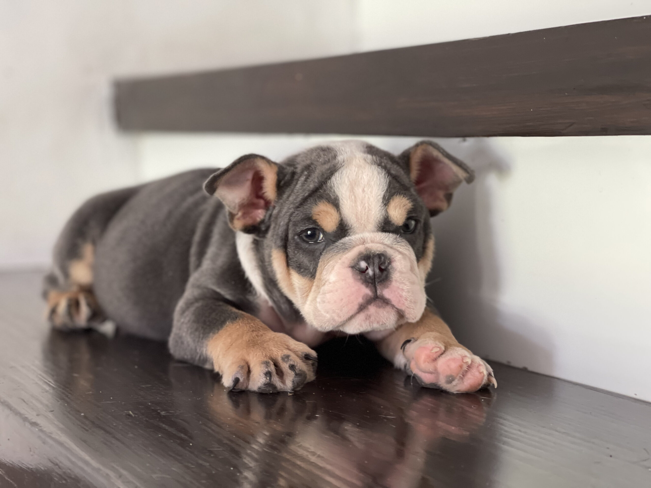 English bulldog blue tree Female Gabbana - 6
