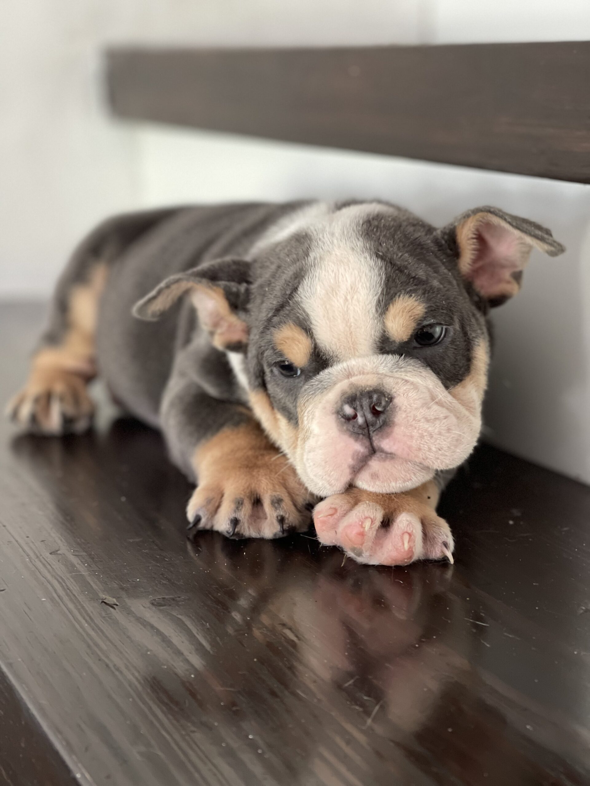 English bulldog blue tree Female Gabbana - 5