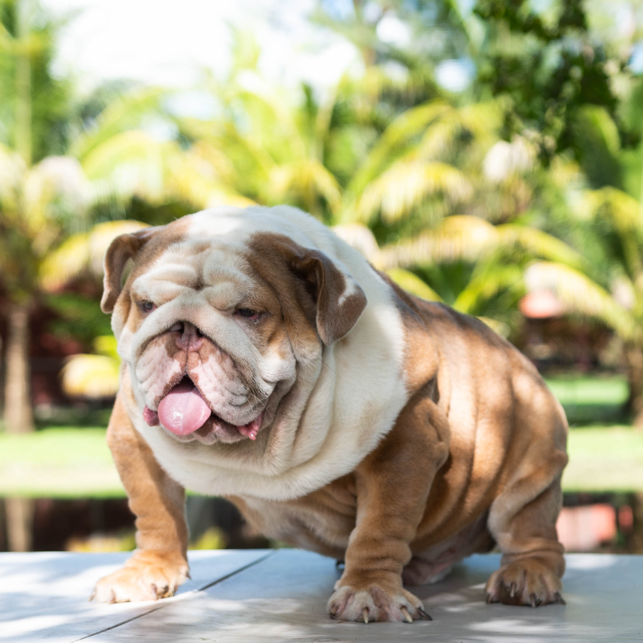 Benito!! Beautiful Exotic French Bulldog Choco Pied Isabella Carrier