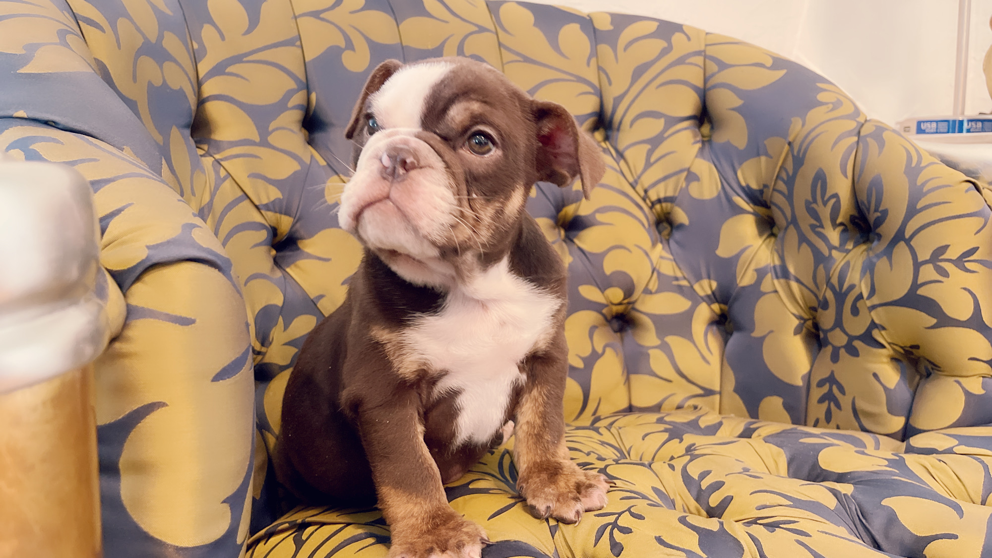French Bulldog lilac fawn male Moschino - 9