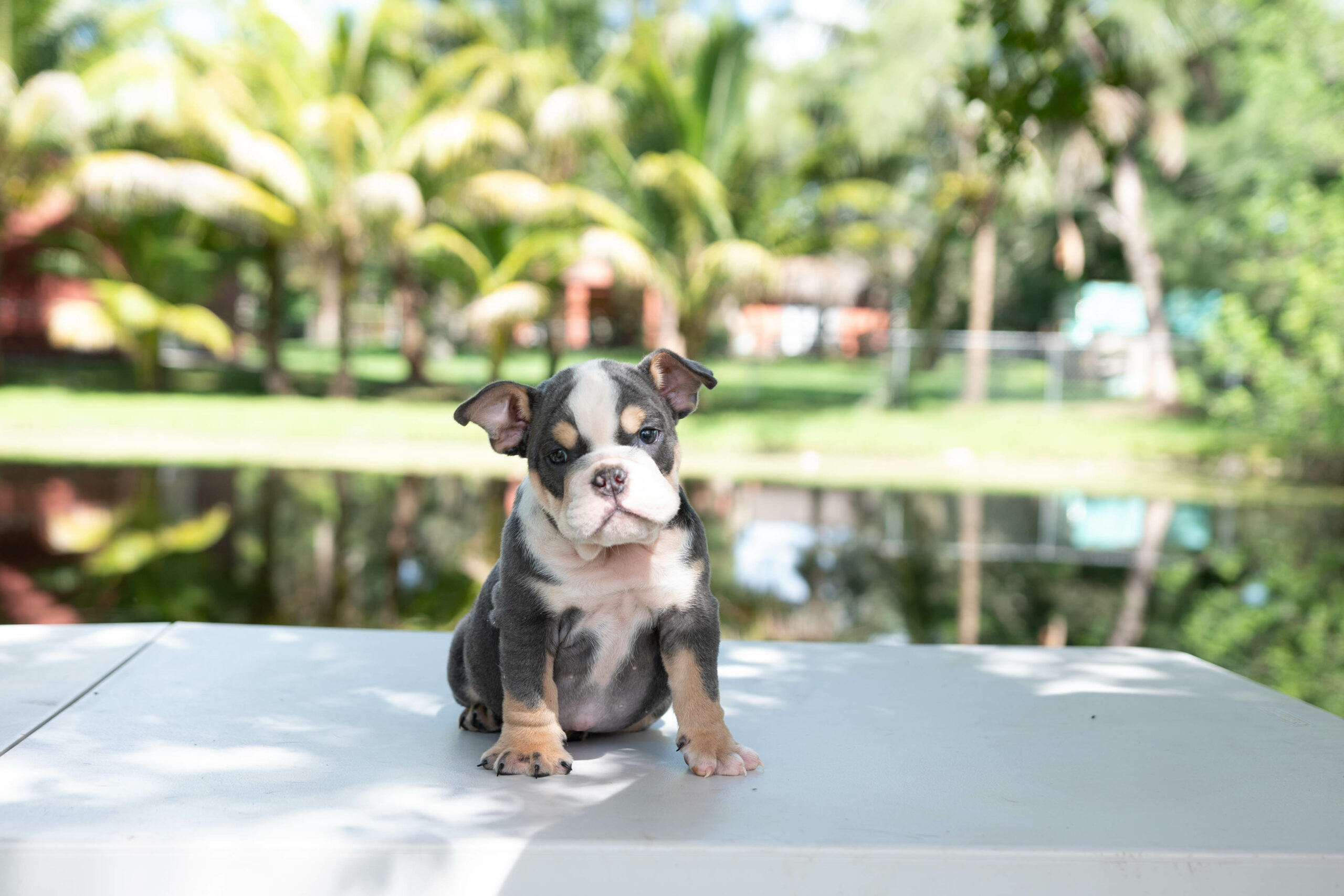 English bulldog blue tree Female Gabbana