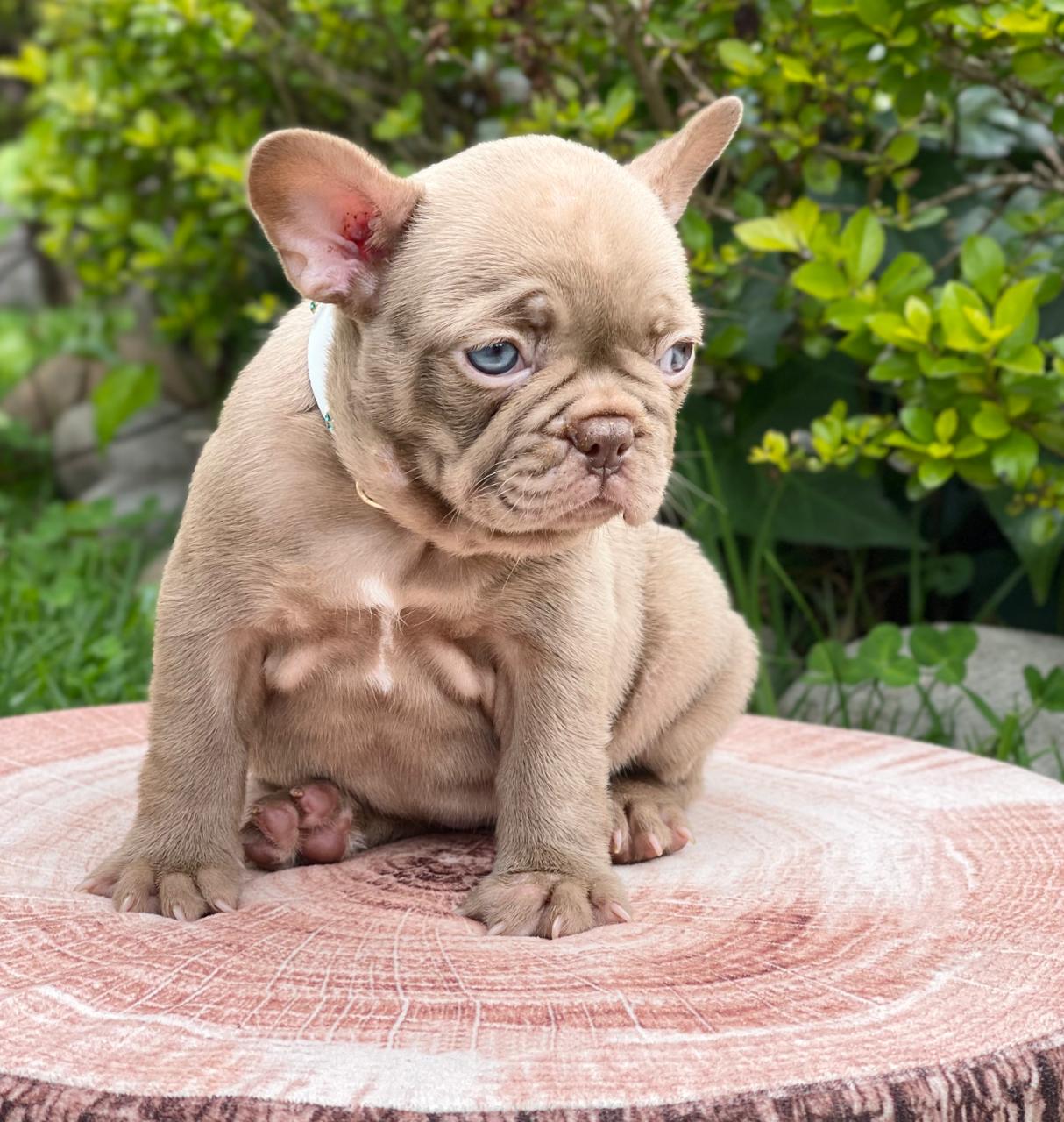 Exotic Pomeranian Teacup Teddy Bear Blue Merle Tony