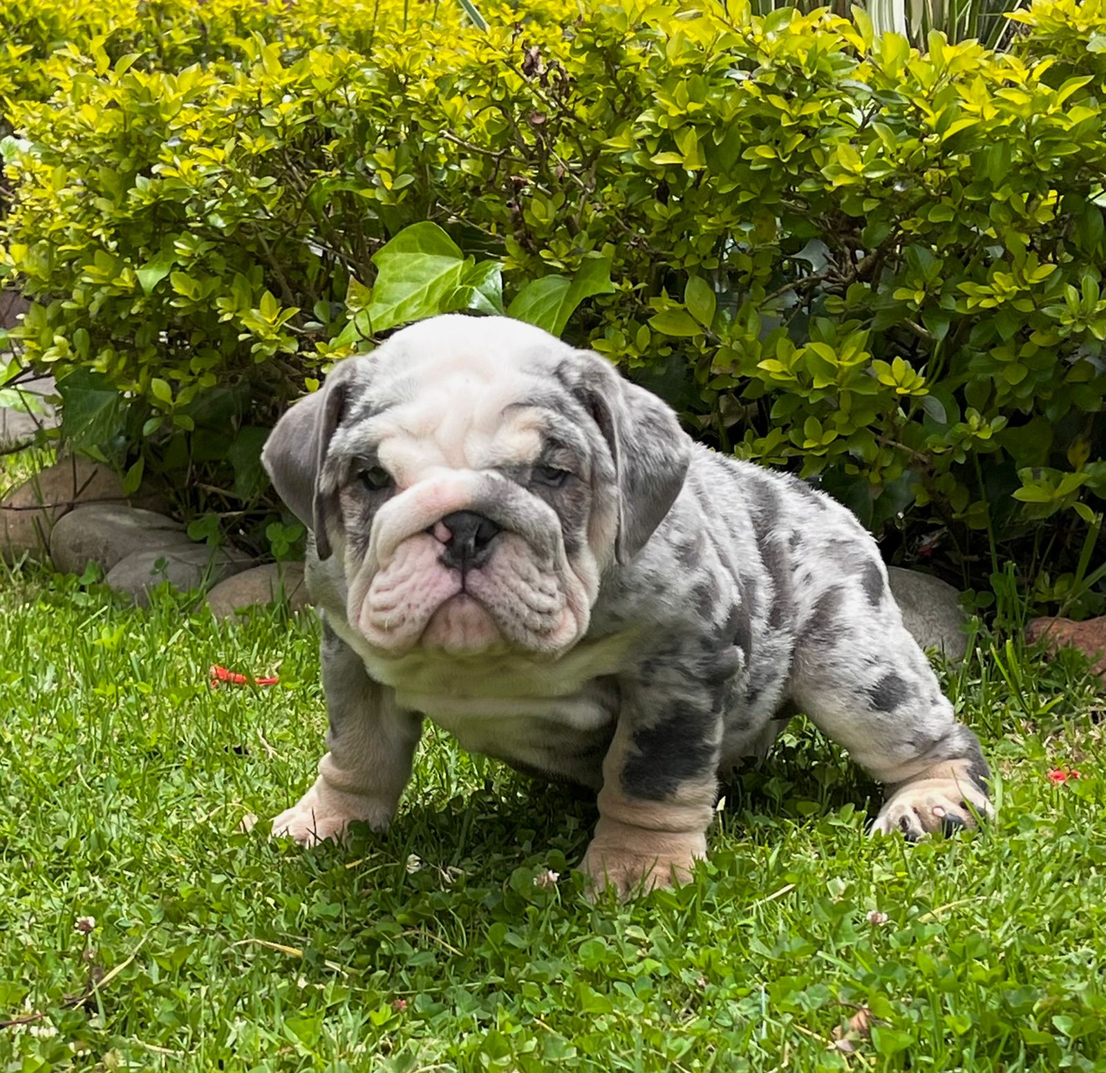 English bulldog choco tree female Hershey