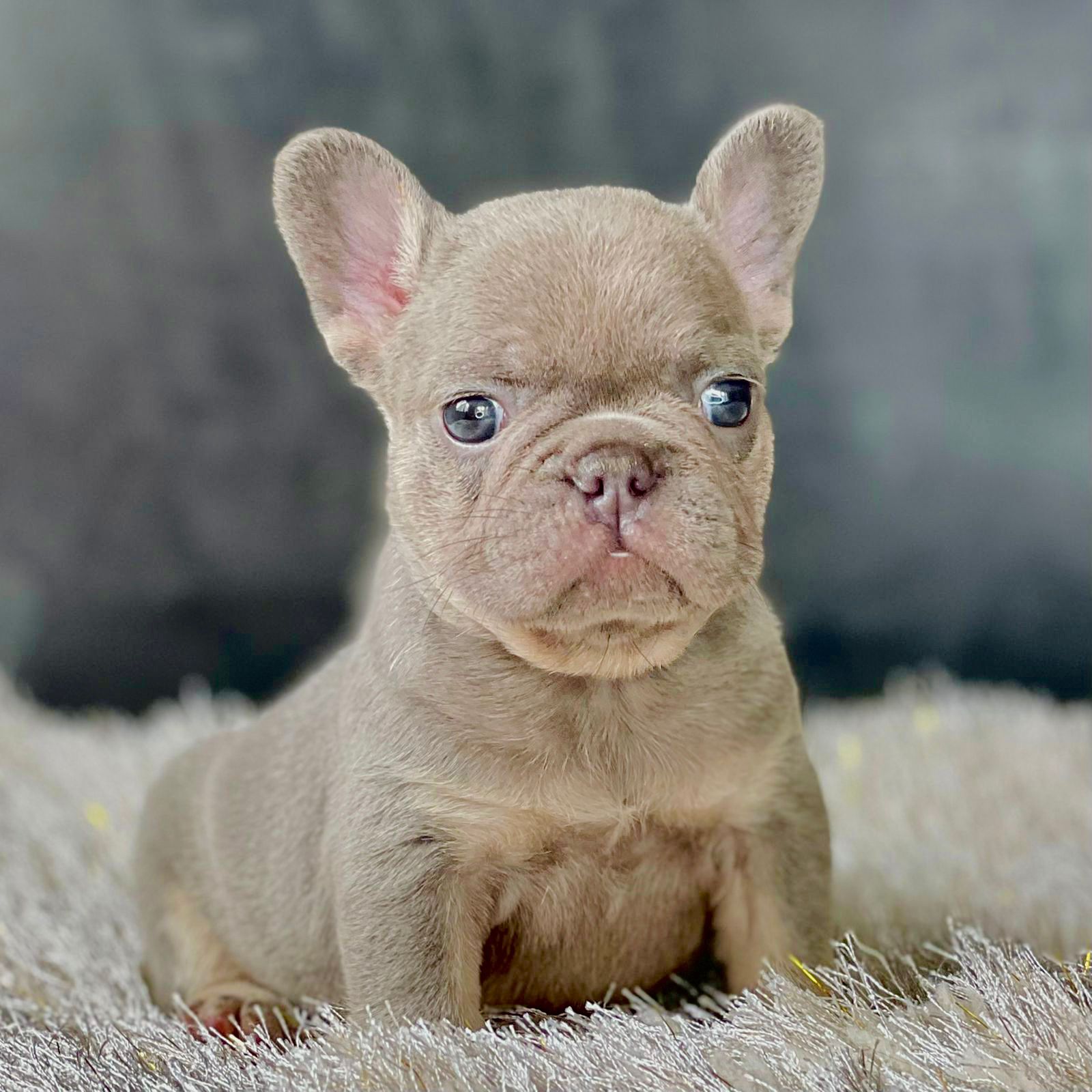 Exotic English Bulldog blue tree Versace