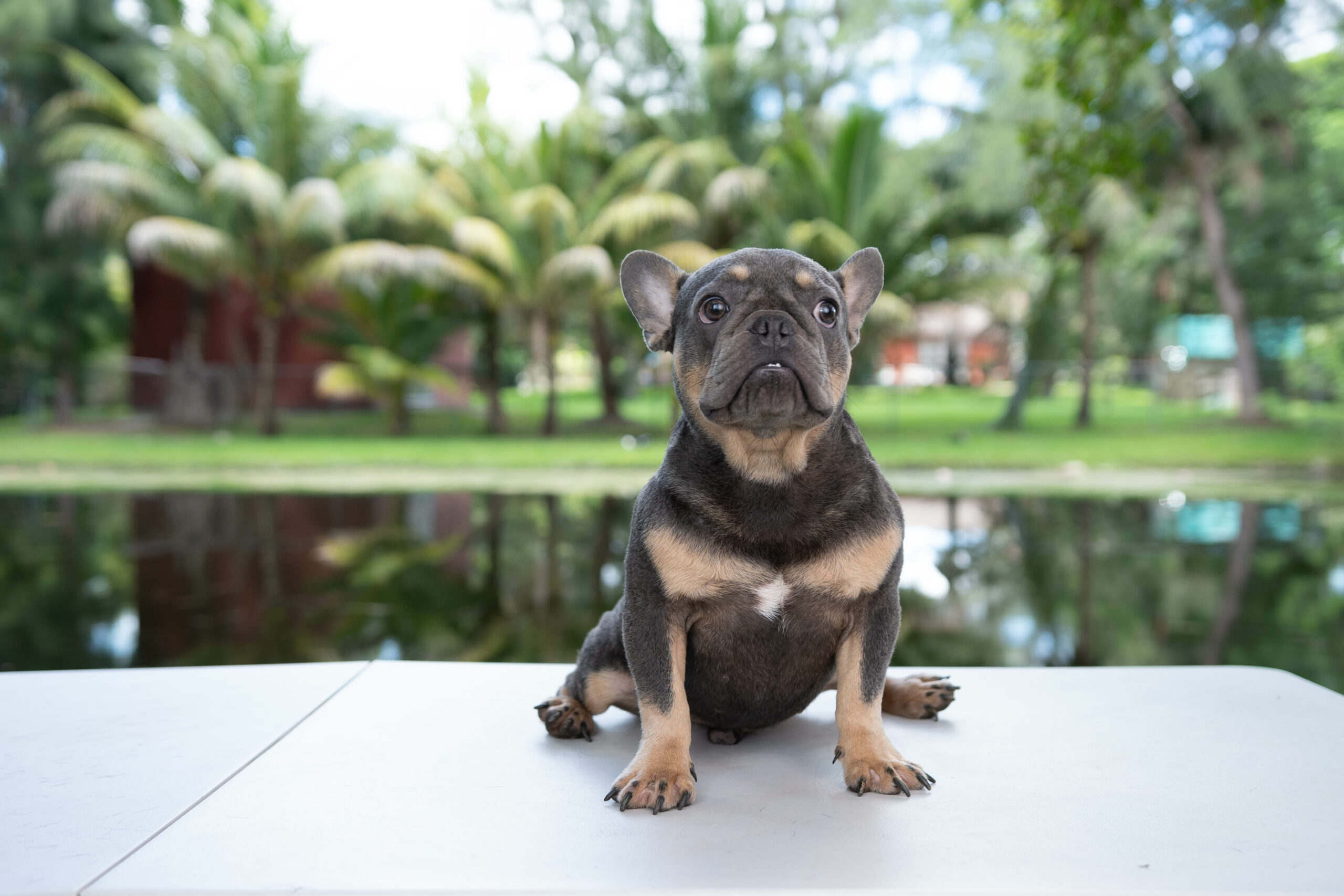 Beautiful Exotic English Bulldog Lilac Fawn Stud service Kike - 5