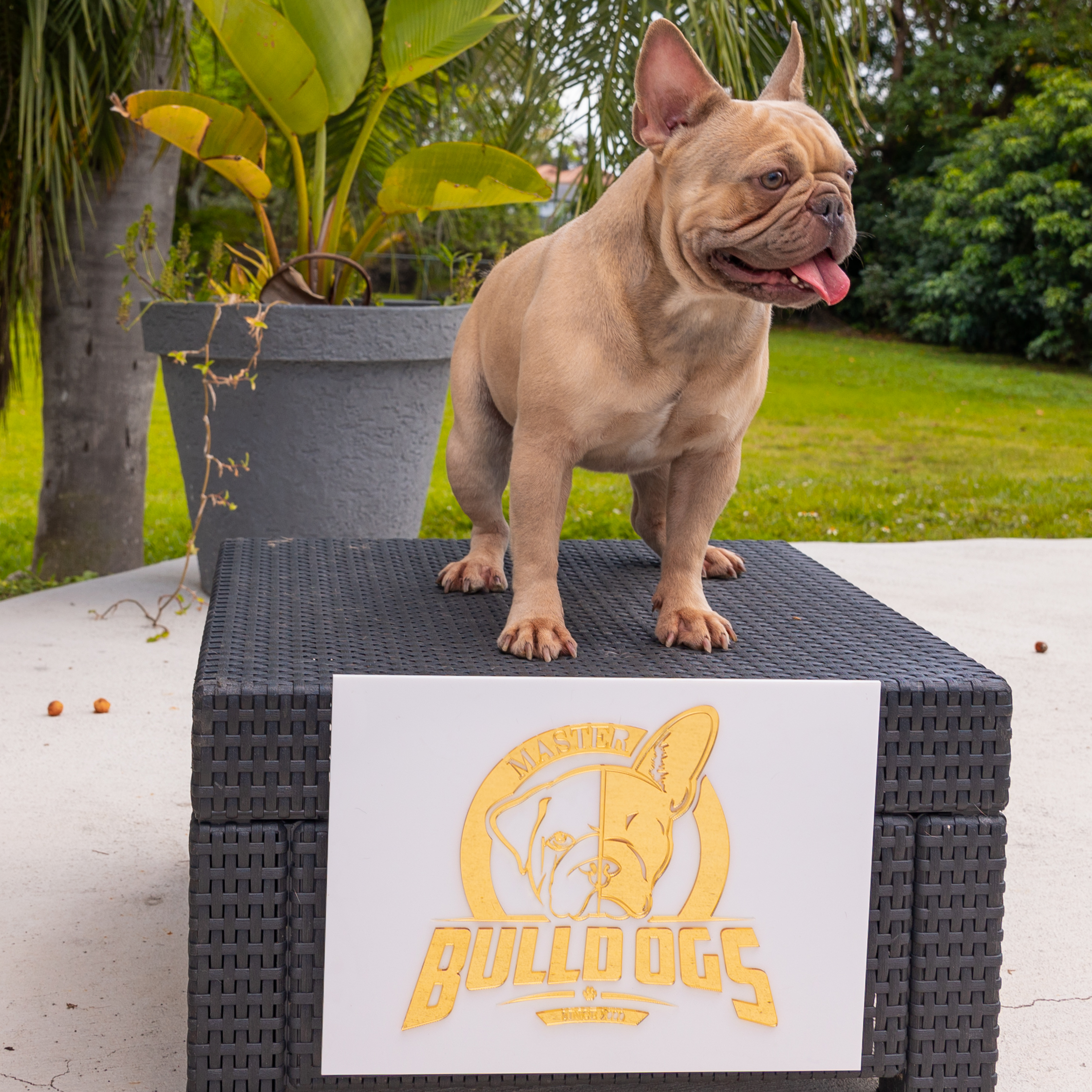 Lauren Beautiful French Bulldog Chocolate Isabella Carrier - 10