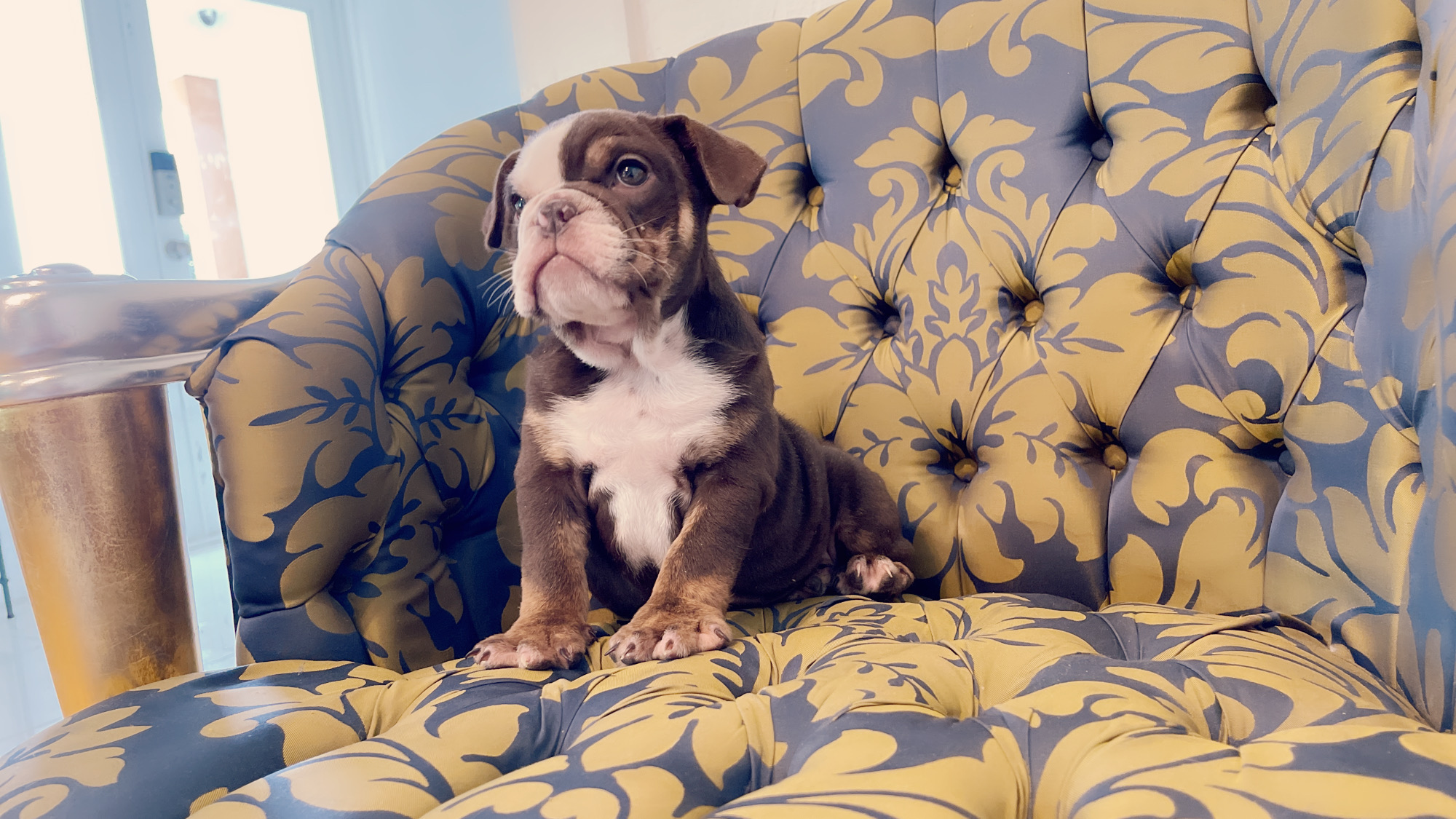 French Bulldog lilac fawn male Moschino - 11