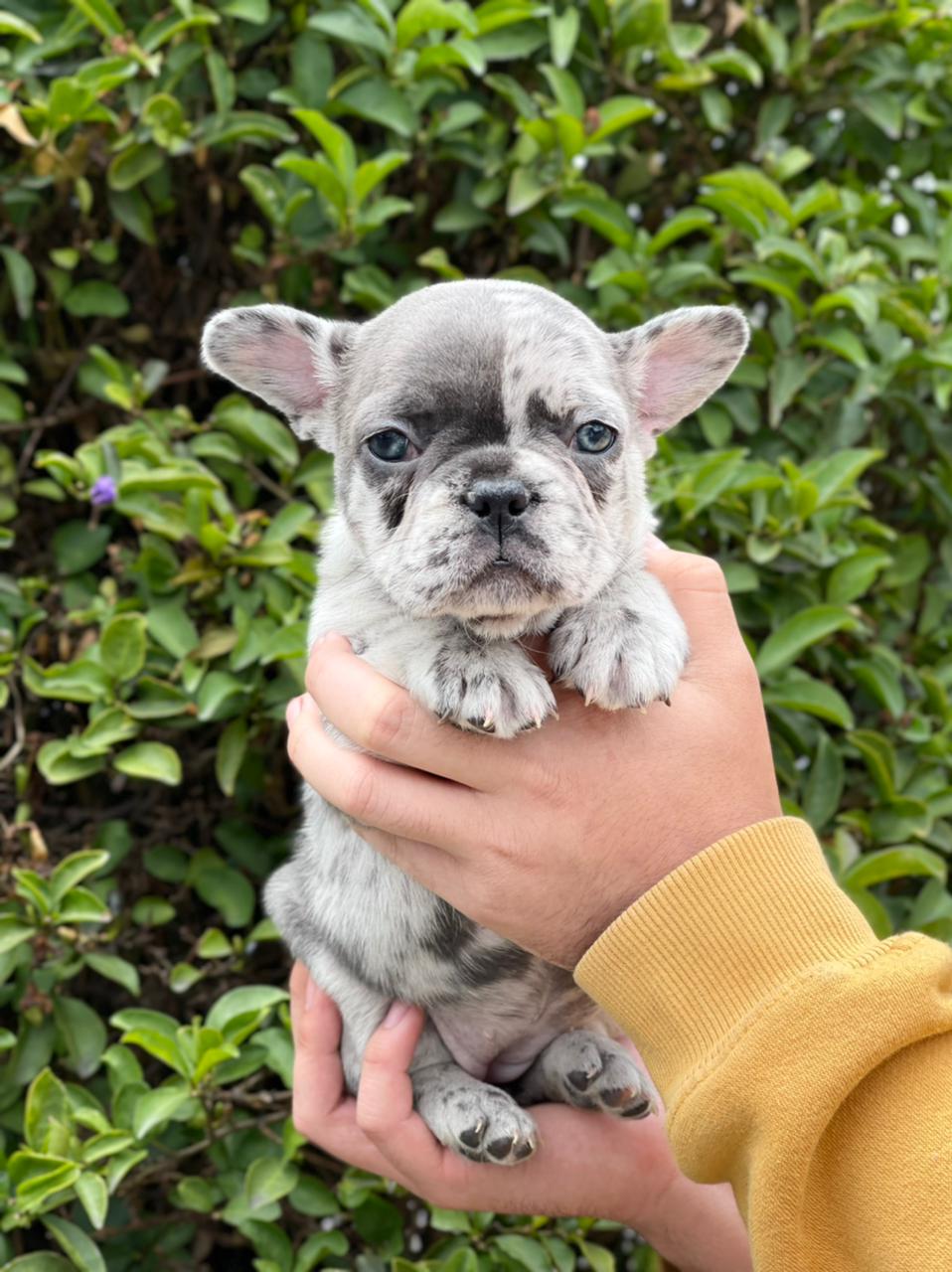 Exotic French Bulldog Lilac Merle Dior