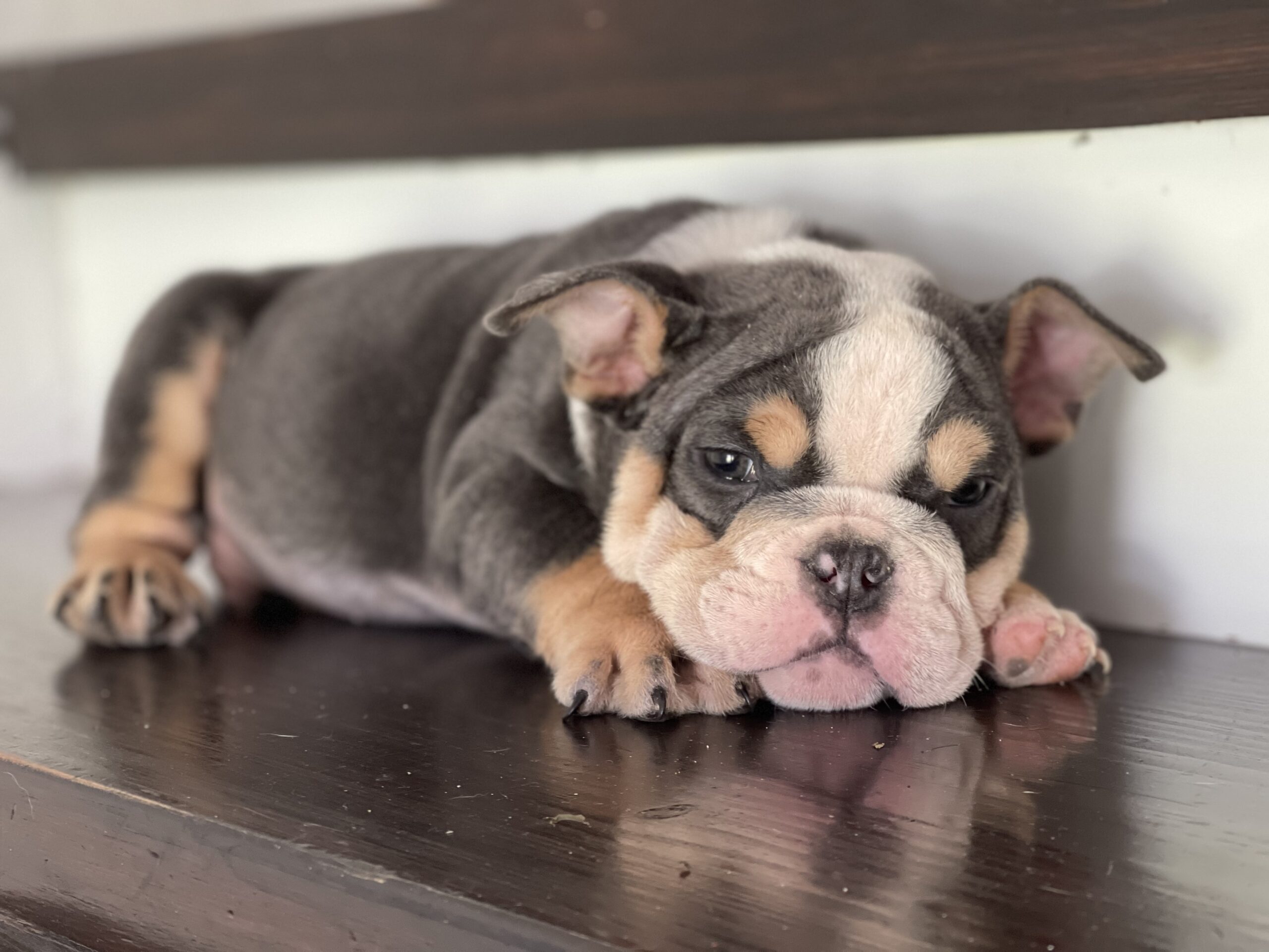 English bulldog blue tree Female Gabbana - 7