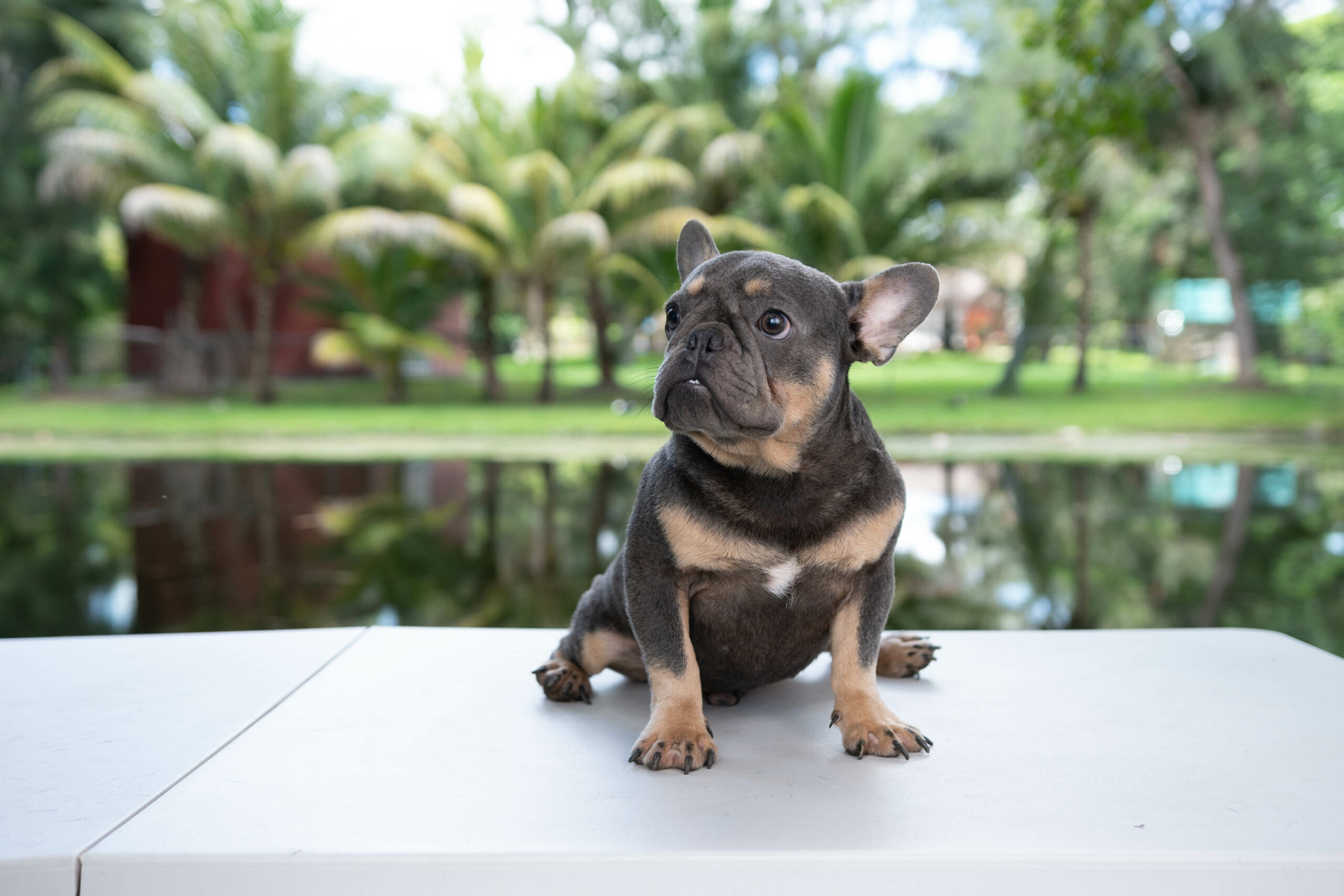 Beautiful Exotic English Bulldog Lilac Fawn Stud service Kike - 6