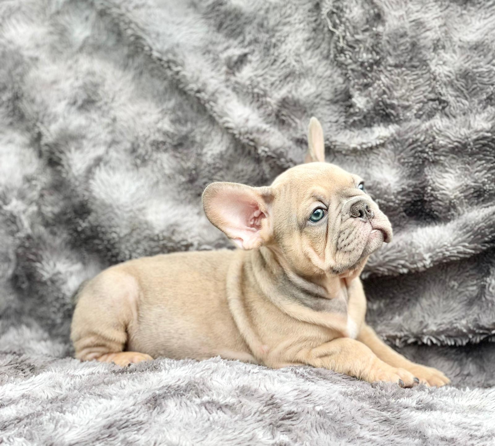 Exotic English bulldog choco fawn Balenciaga - 5