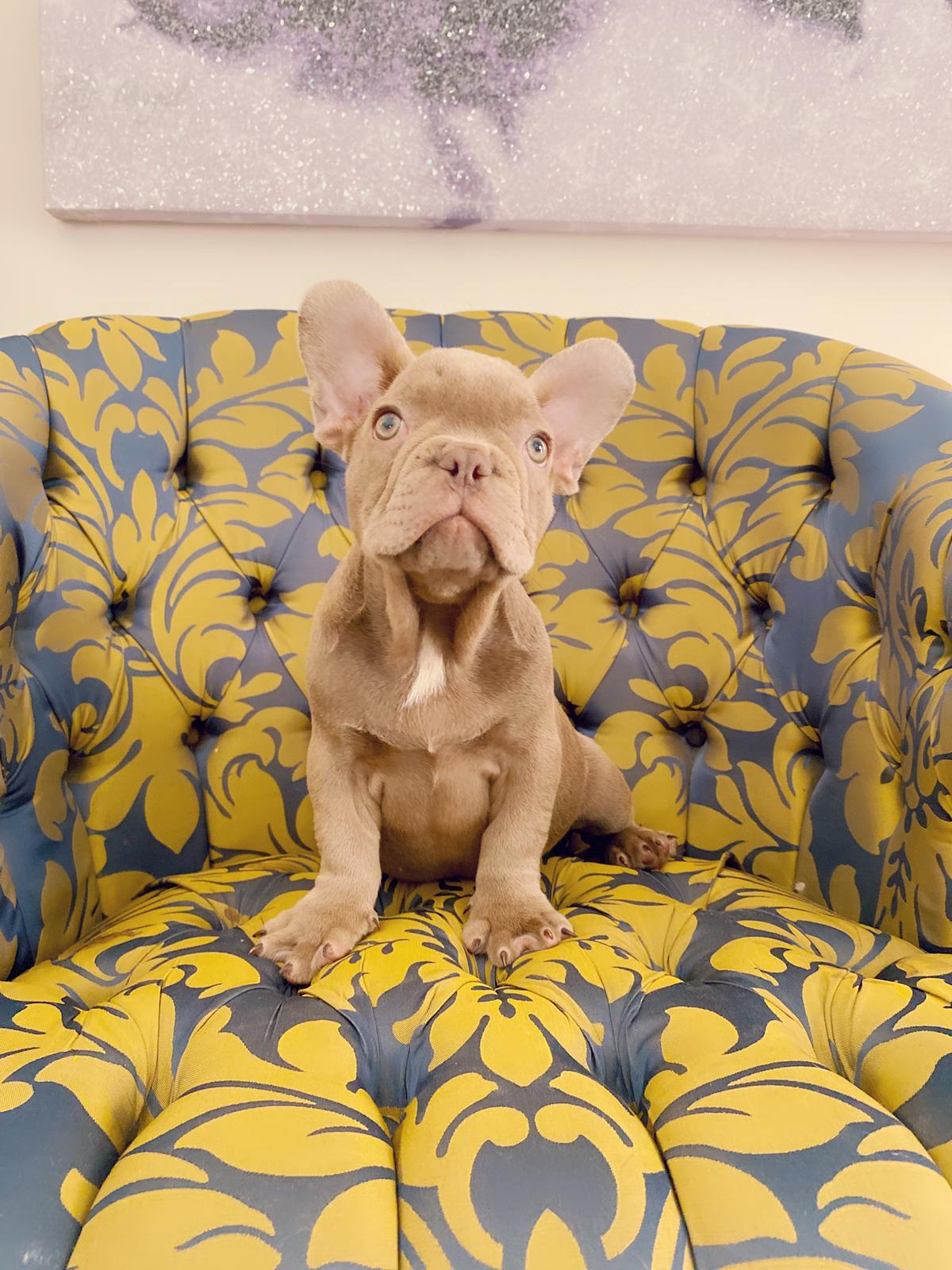Master bulldog Lambo Beautiful Exotic French Bulldog Lilac Sable (stud service) - 11