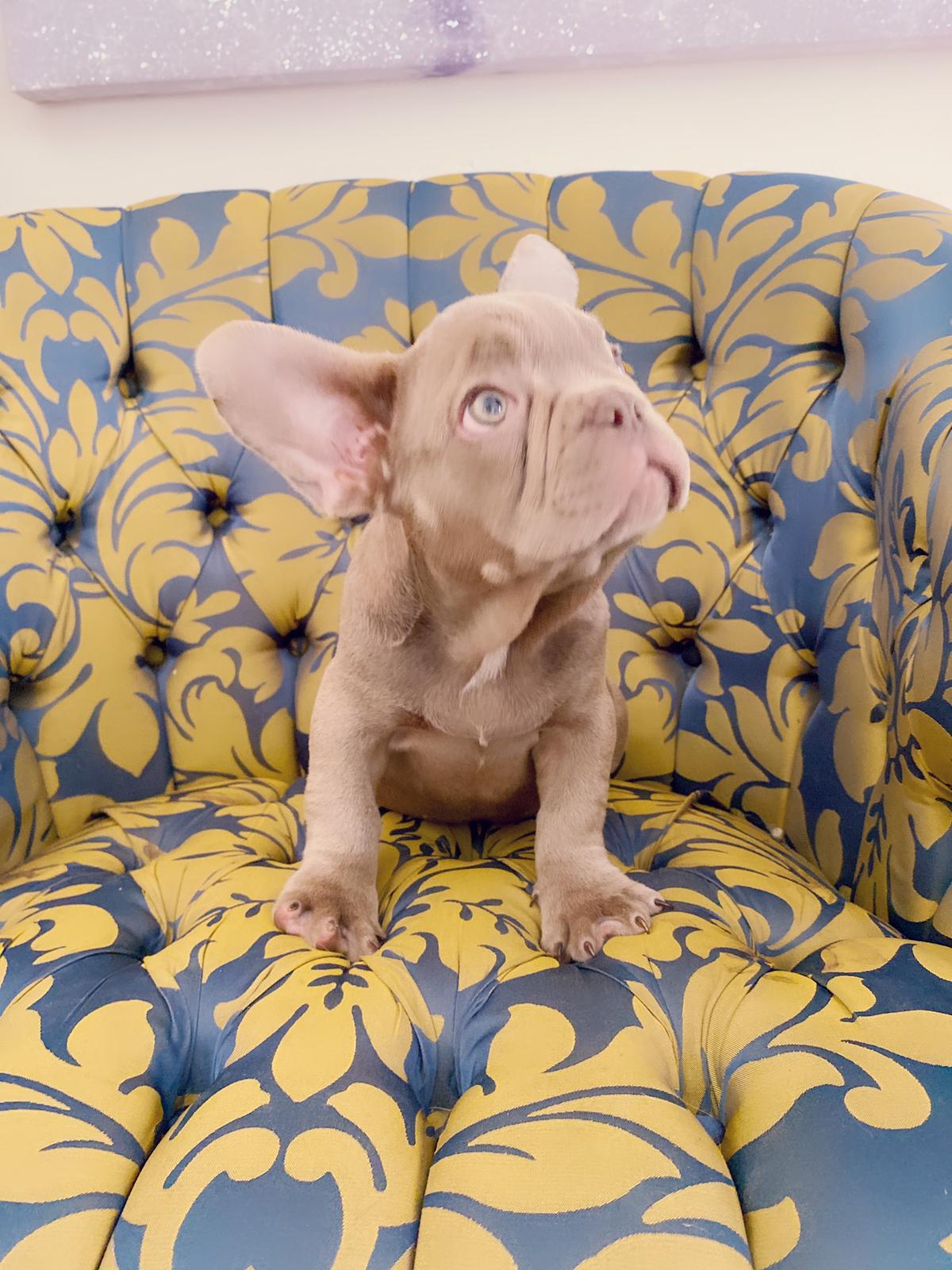 Master bulldog Lambo Beautiful Exotic French Bulldog Lilac Sable (stud service) - 5