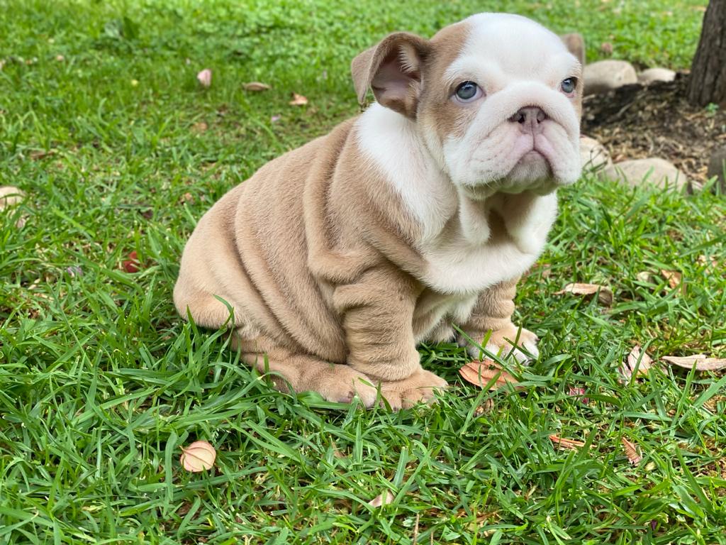 Benito!! Beautiful Exotic French Bulldog Choco Pied Isabella Carrier - 4