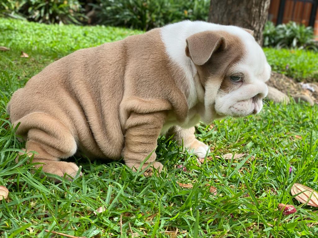 Benito!! Beautiful Exotic French Bulldog Choco Pied Isabella Carrier - 7
