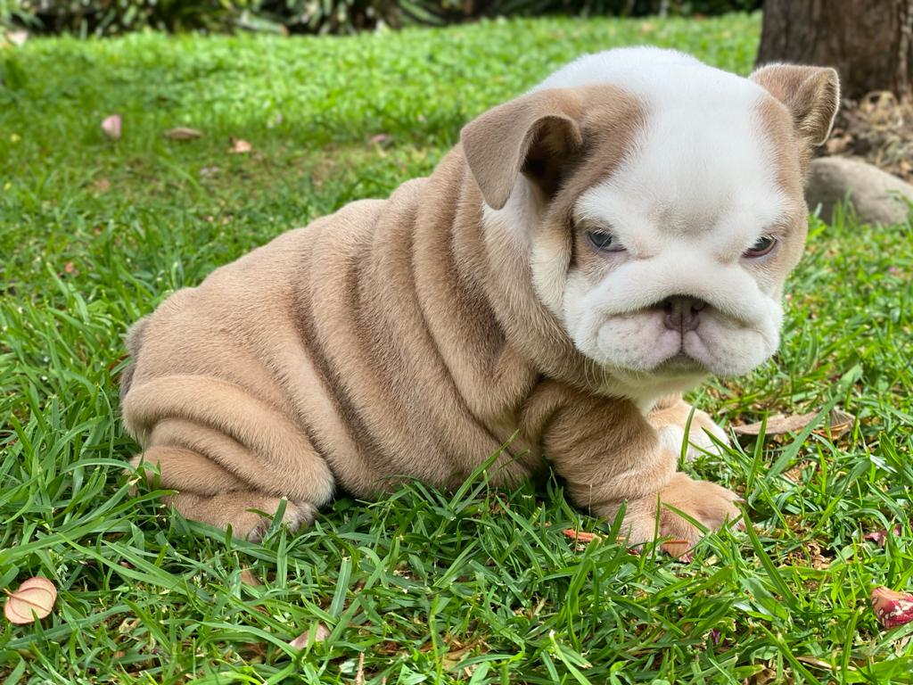 Benito!! Beautiful Exotic French Bulldog Choco Pied Isabella Carrier - 9