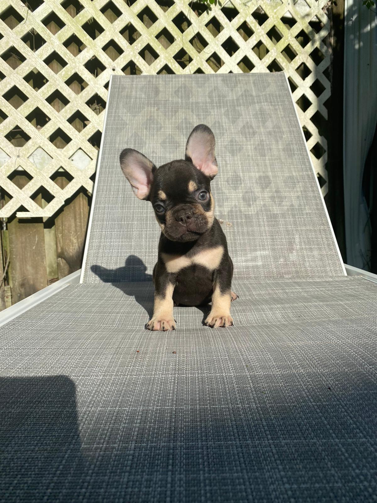 Goofy Beautiful Exotic French Bulldog Lilac Isabella Carrier - 3