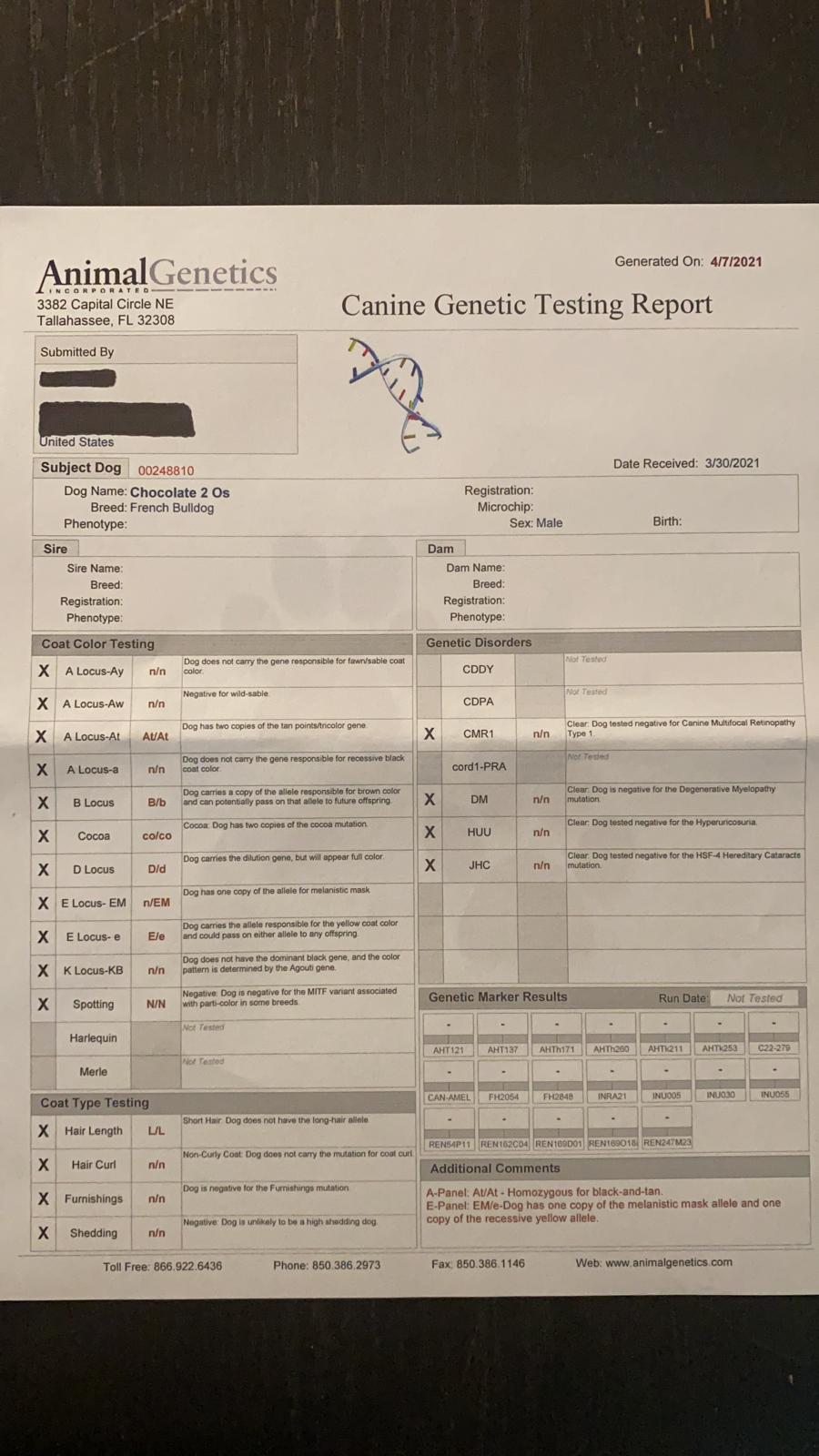 Goofy Beautiful Exotic French Bulldog Lilac Isabella Carrier - 4