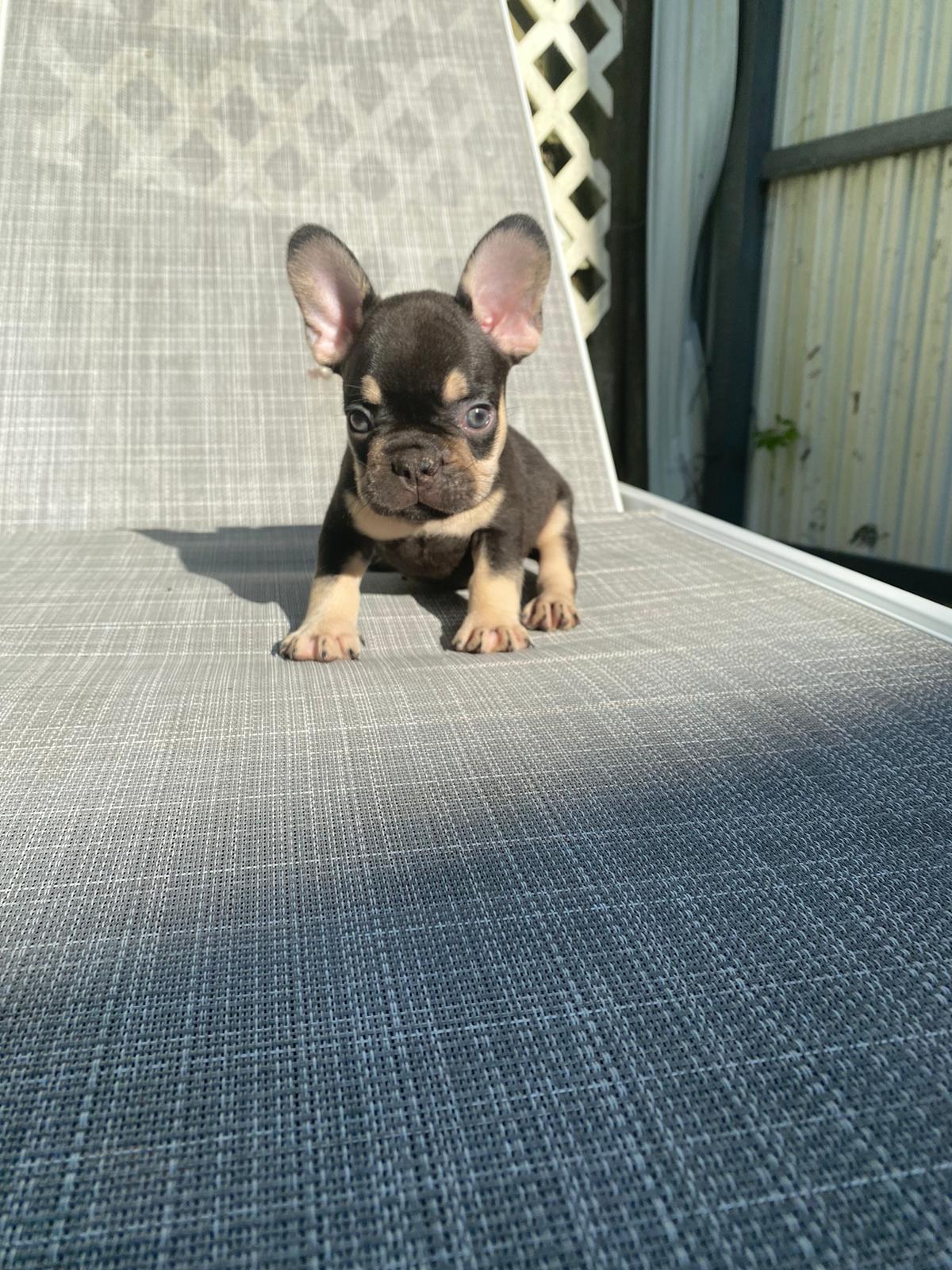 Goofy Beautiful Exotic French Bulldog Lilac Isabella Carrier - 6