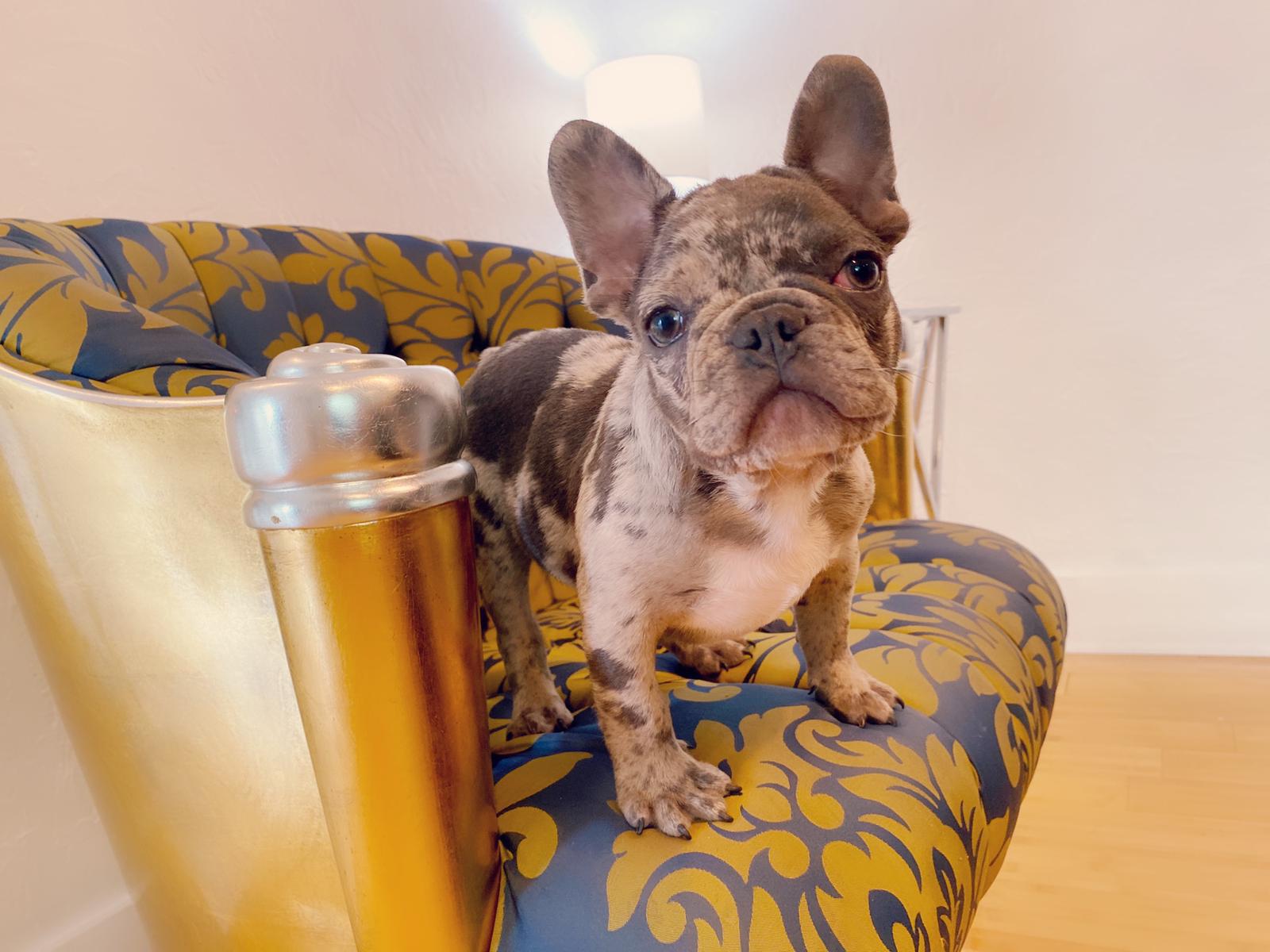 Master bulldog Lambo Beautiful Exotic French Bulldog Lilac Sable (stud service)