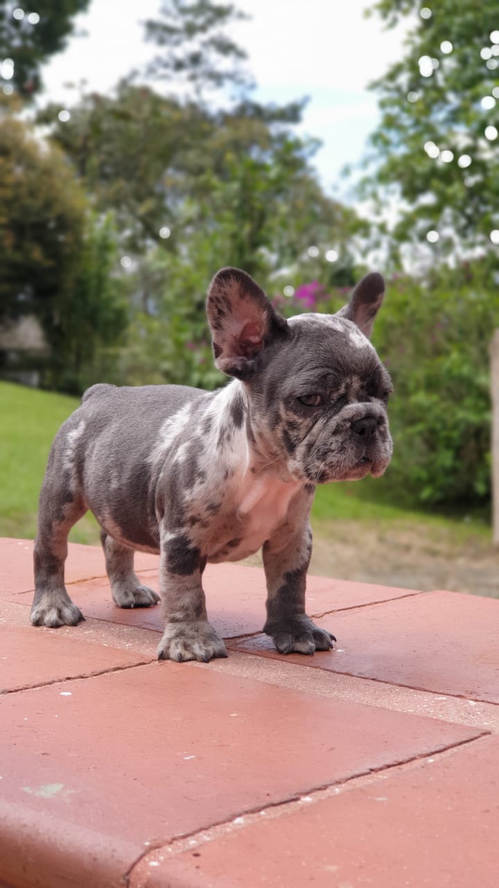 Cloe Beautiful Exotic French Bulldog Blue Merle