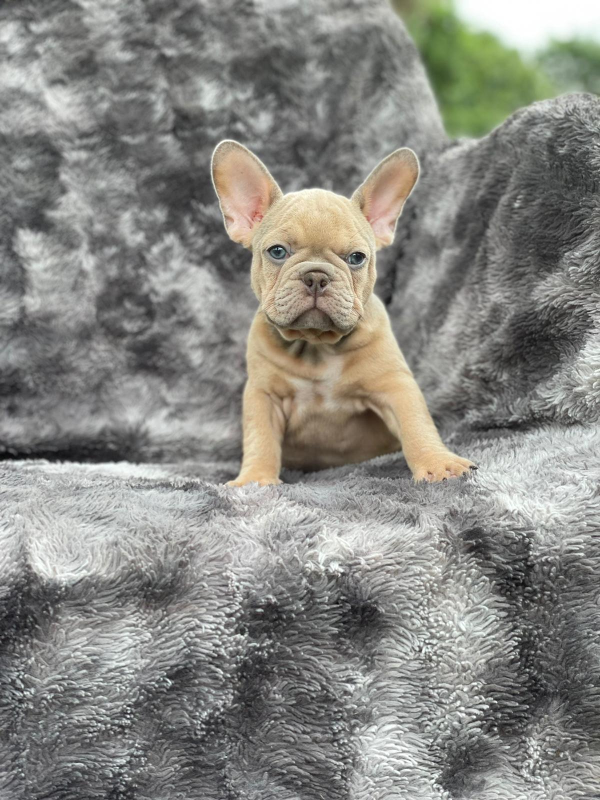 Exotic English bulldog choco fawn Balenciaga - 6