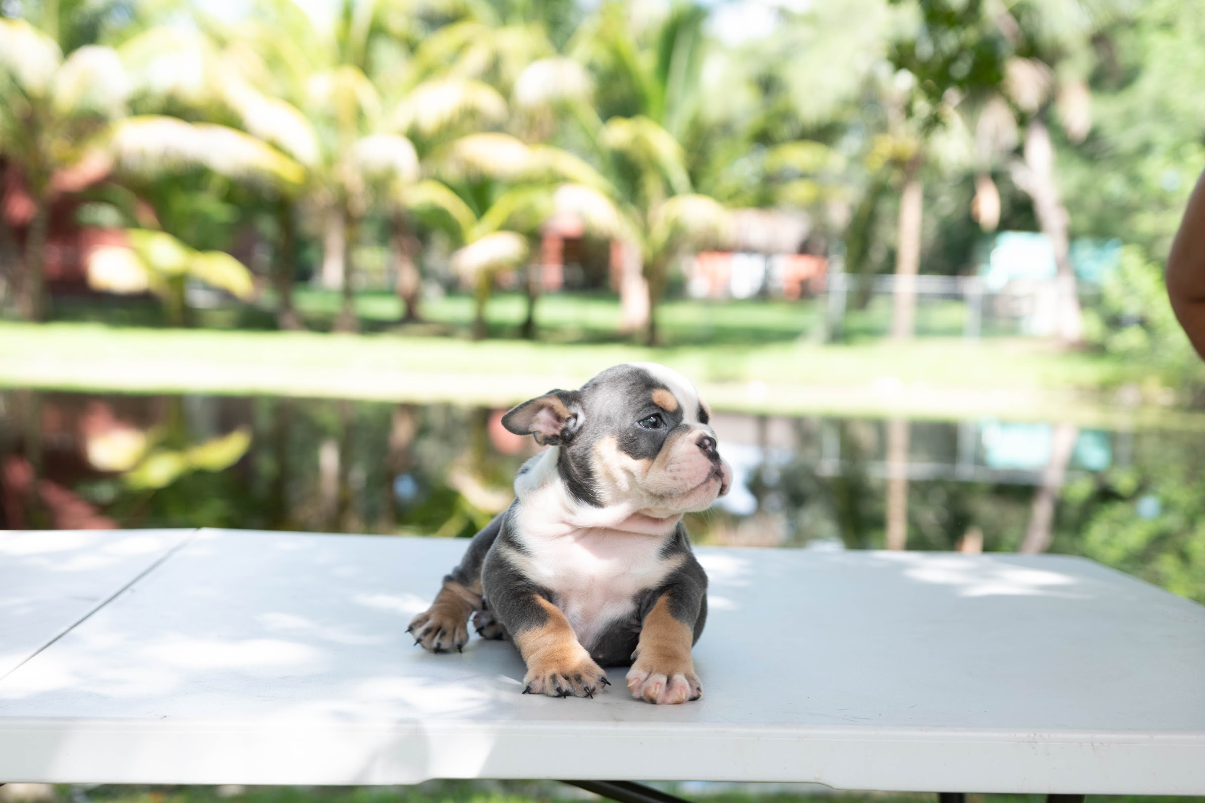 English bulldog blue tree Female Gabbana - 11