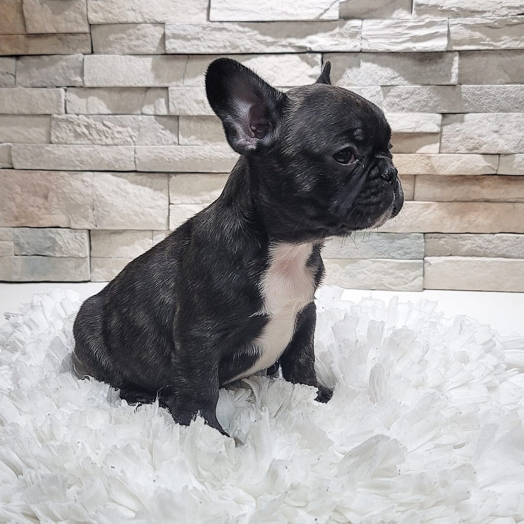 Beautiful Exotic French Bulldog Blue and Tan stud service Pluto