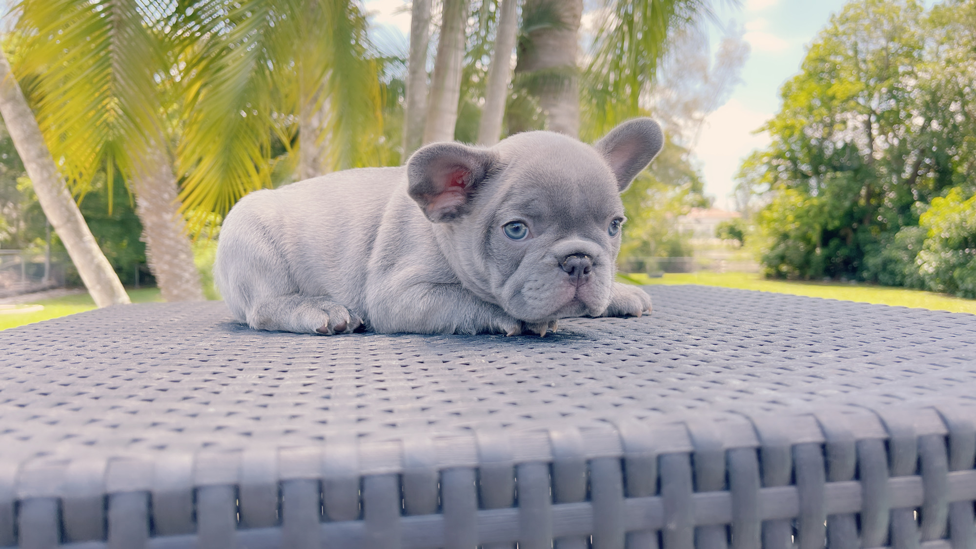 French Bulldogs Exotic Color - 2