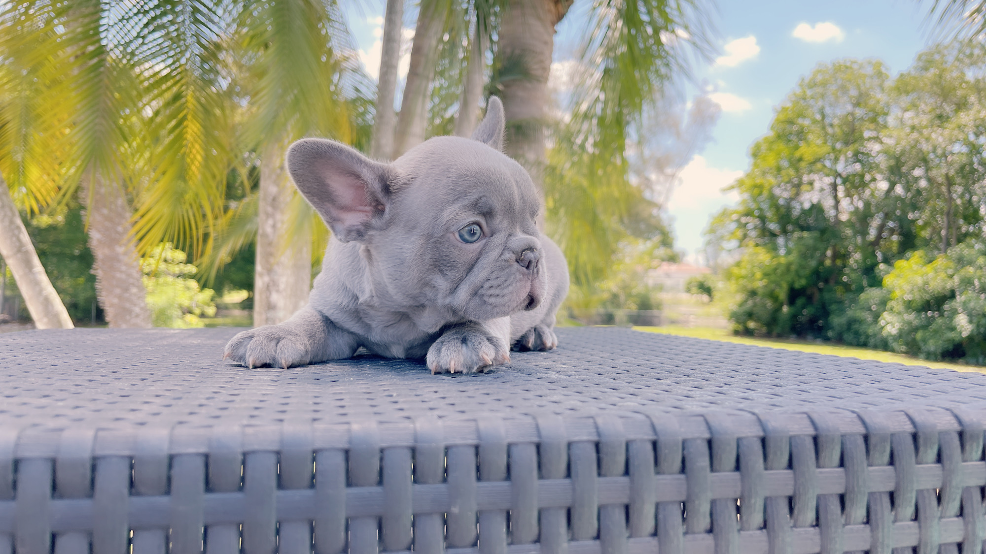 French Bulldogs Exotic Color