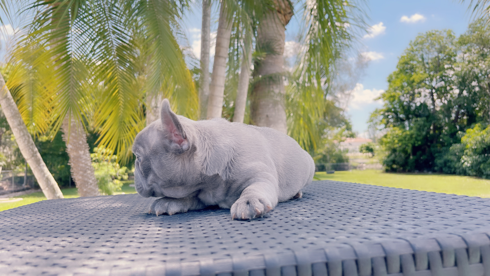 French Bulldogs Exotic Color - 5