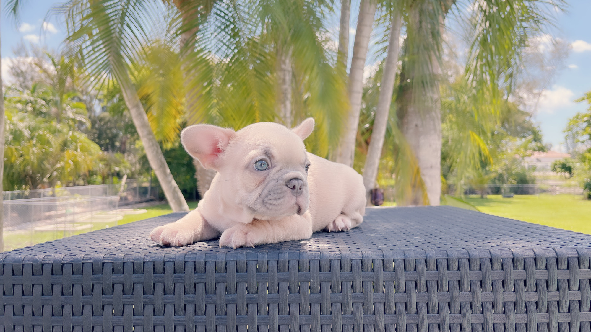 Exotic French Bulldog Lilac Fawn Male Zeus - 7