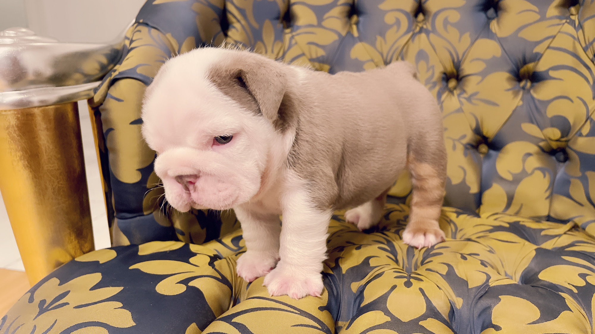 Beautiful Exotic French Bulldog Lilac Merle and Tan Master bulldog Rolex - 5