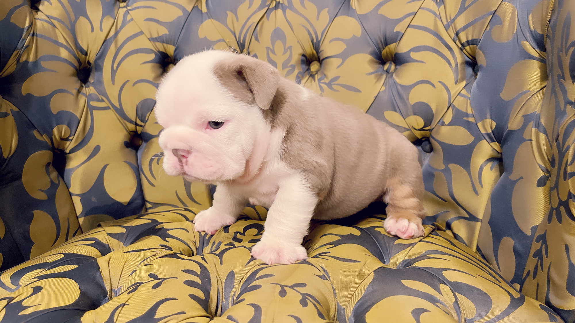 Beautiful Exotic French Bulldog Lilac Merle and Tan Master bulldog Rolex