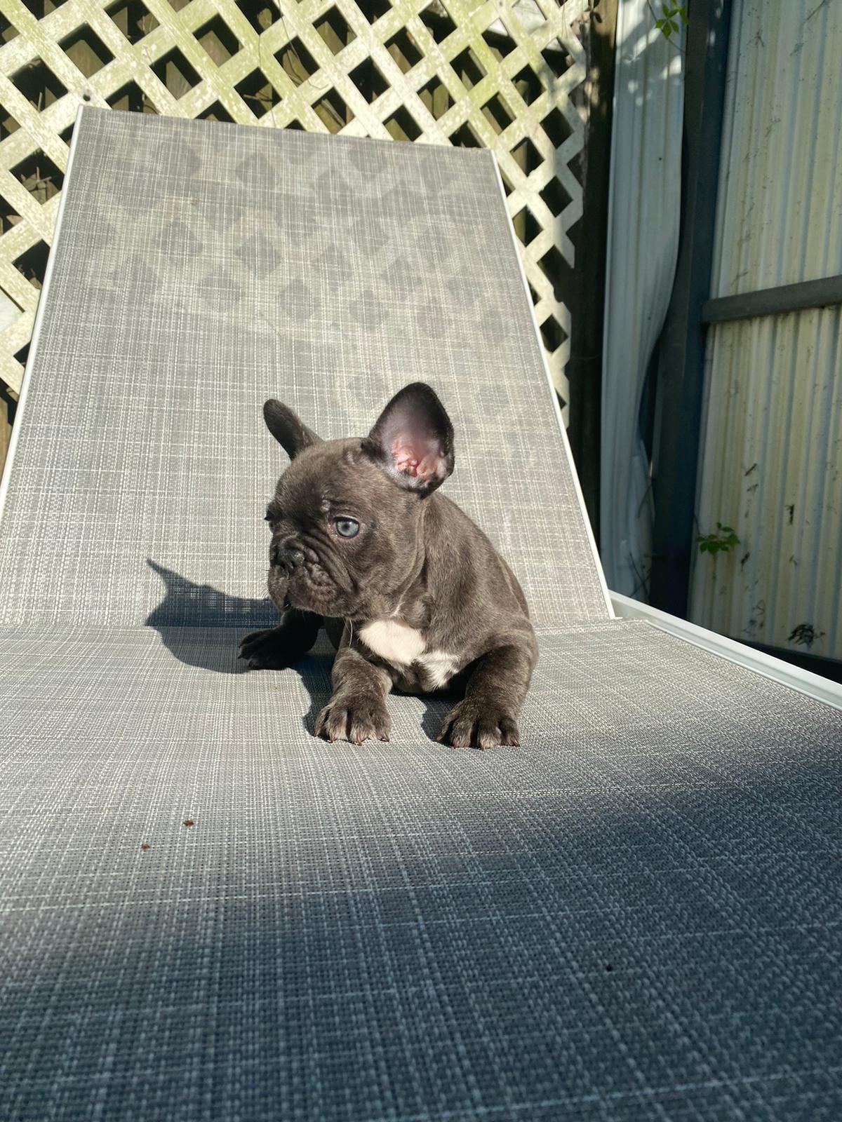 Angel Beautiful Exotic French Bulldog Blue Merle - 5