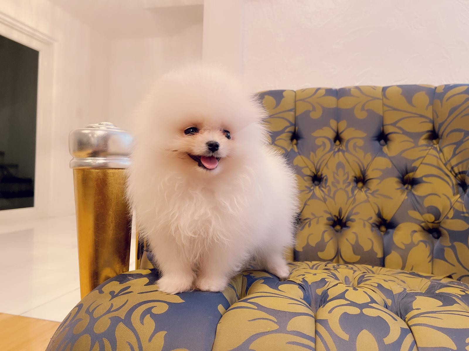 Beautiful Exotic French Bulldog Full Isabella stud Mr Isabella - 7