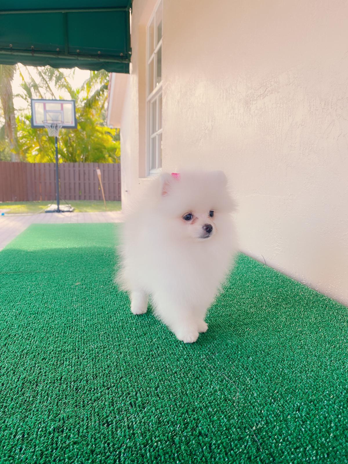 Avatar Beautiful Frenchie Brindle - 7