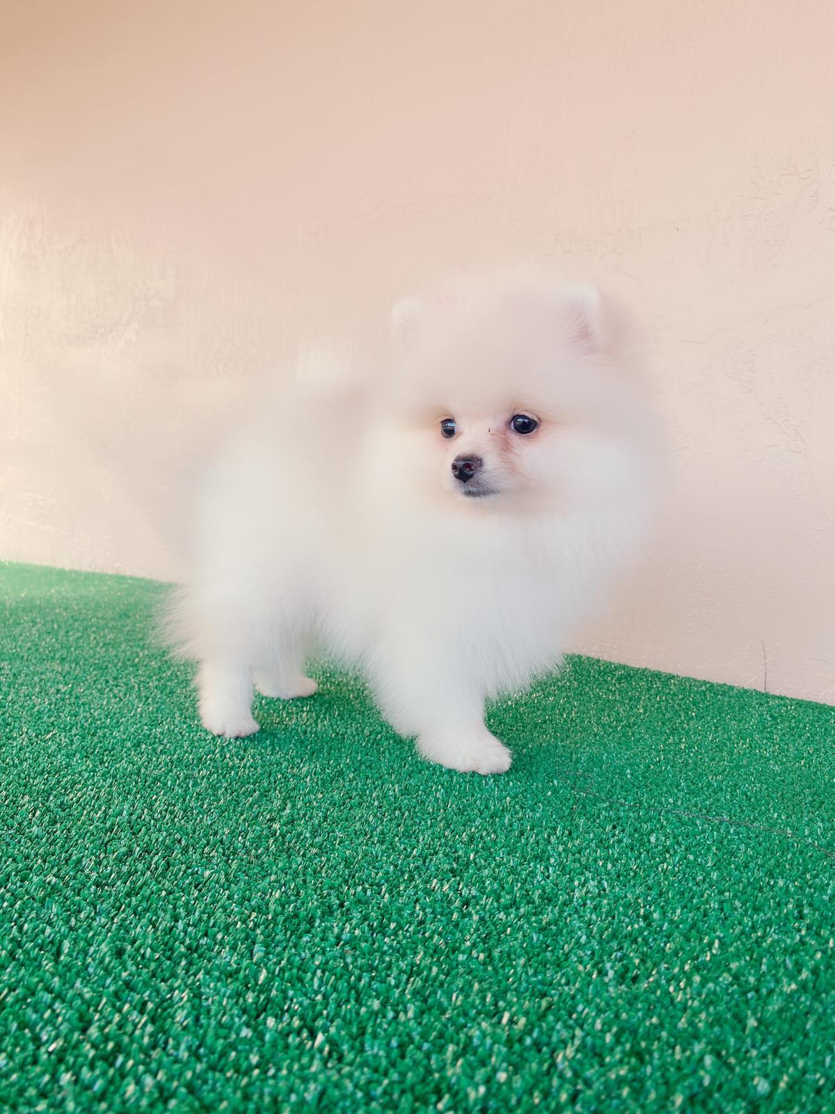 Avatar Beautiful Frenchie Brindle - 10