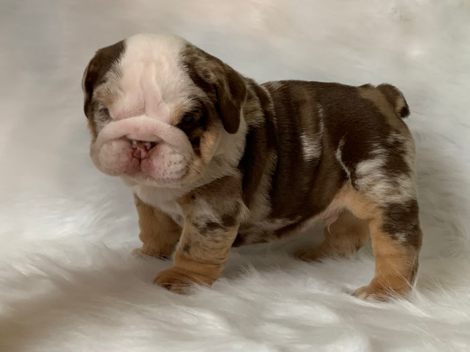 French Bulldog Choco Merle Female Tolouse - 4