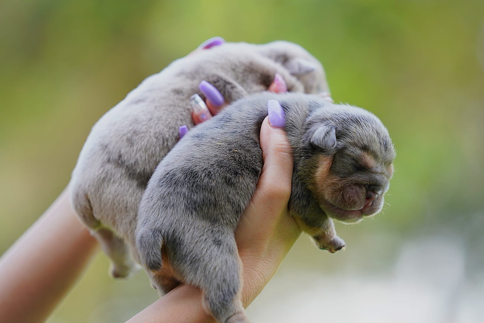 English bulldog Blue Merle And tan Male Tylor - 13