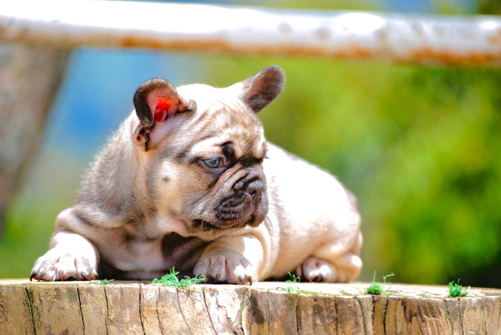 Beautiful French bulldog Lilac sable fawn, fuffly carrier triple Carrier Male Lyon
