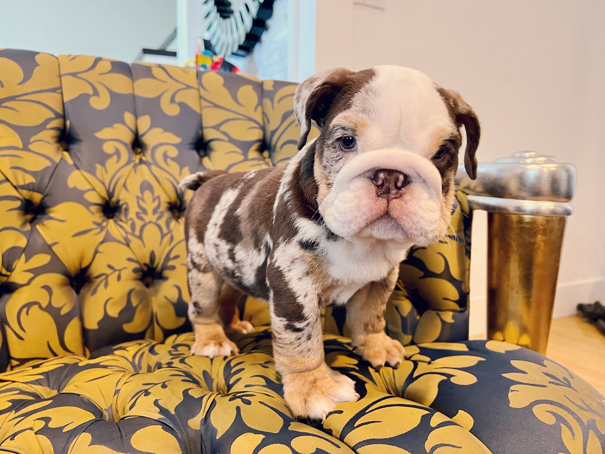 French Bulldog Choco Lilac Sable Fluffy Carrier Triple carrier Female – Marsella - 5