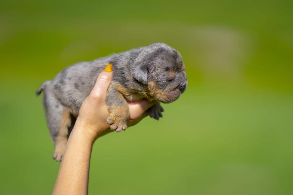 English bulldog Blue Merle And tan Male Tylor - 12