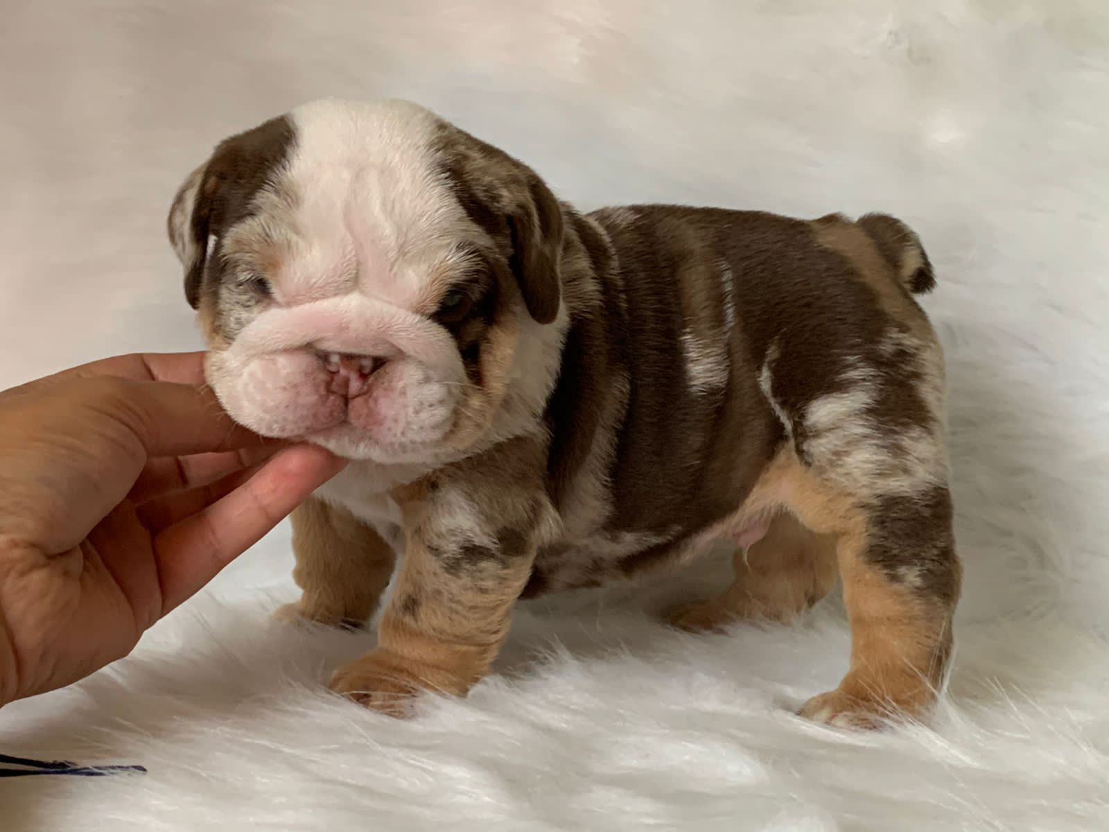 French Bulldog Choco Merle Female Tolouse - 2