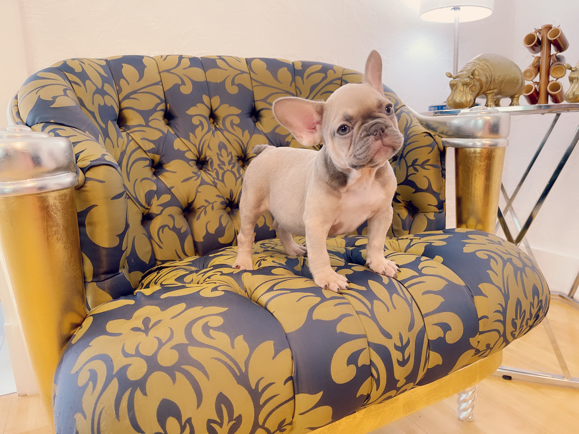 French Bulldog Lilac merle Female Niza - 6