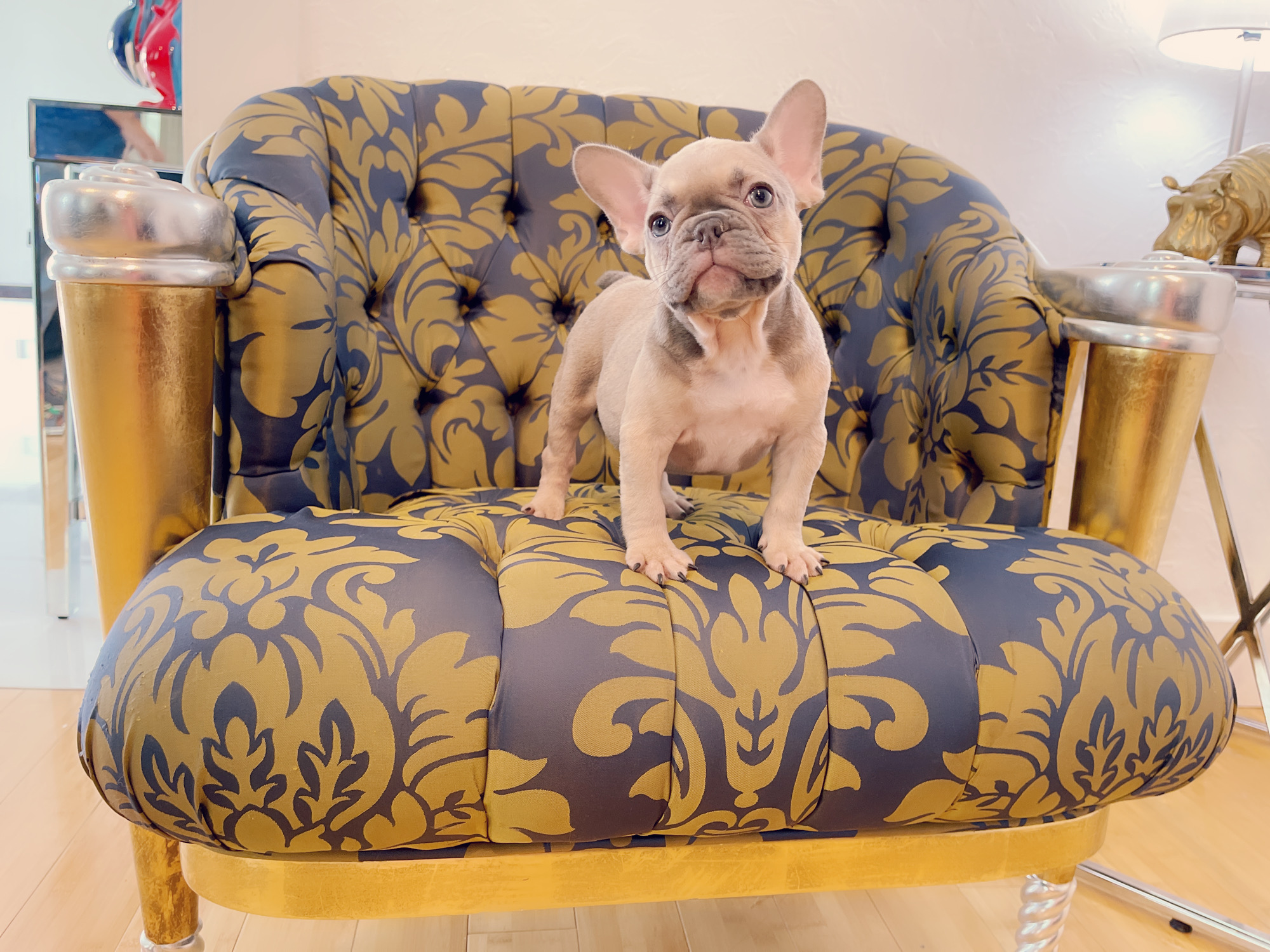 French Bulldog Lilac merle Female Niza - 4