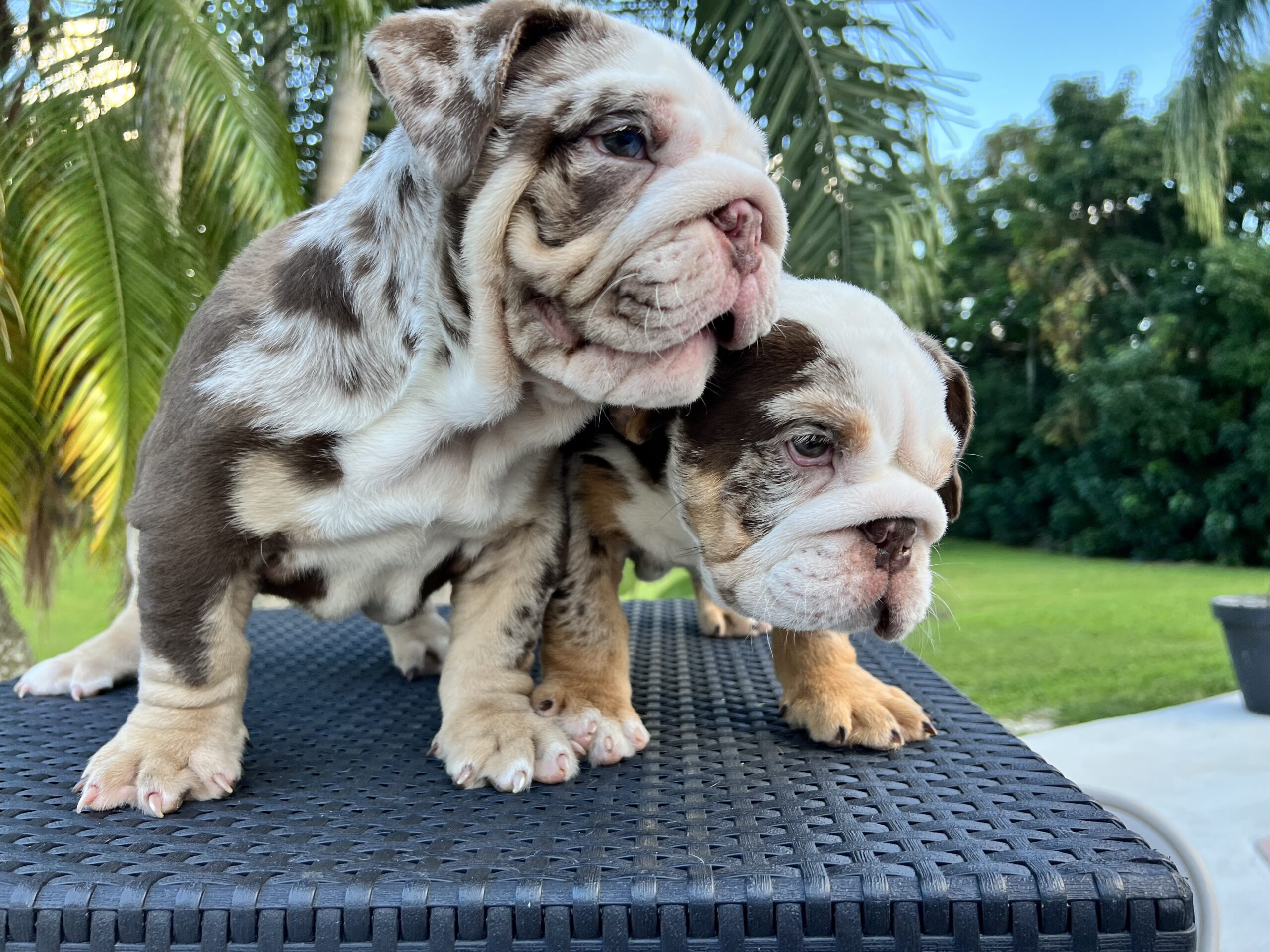 French Bulldog Choco Lilac Sable Fluffy Carrier Triple carrier Female – Marsella