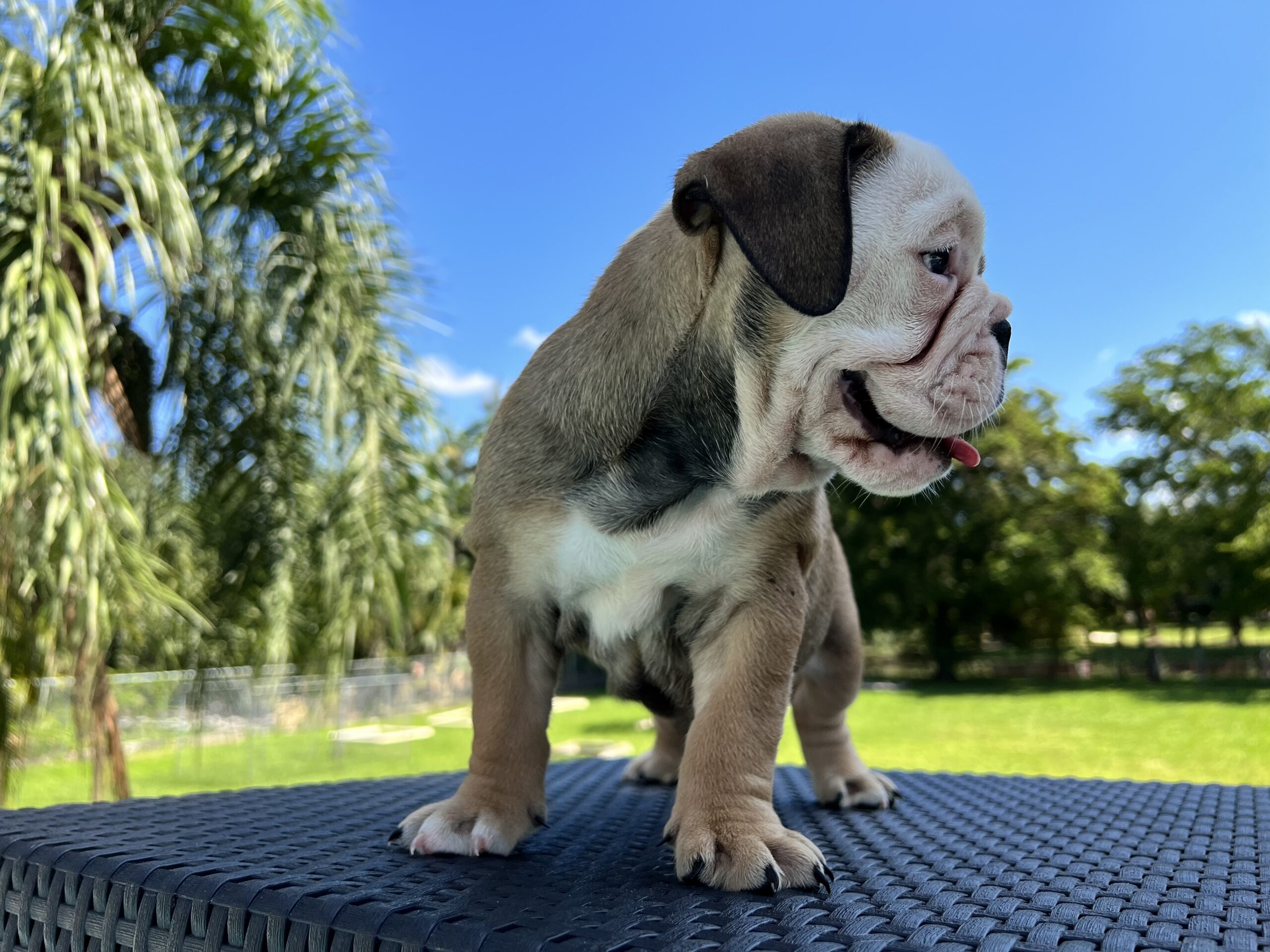 English bulldog fawn and white female master bulldogs Norwich - 5